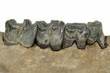 Fossil Woolly Rhino (Coelodonta) Mandible - Siberia #235431-3